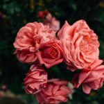 close up photography of pink rose