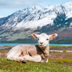 white sheep on green grass field near snow covered mountain during daytime