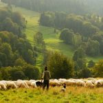 man standing in front of group of lamb
