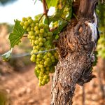 green grapes on brown tree branch during daytime