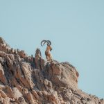 a ram standing on top of a rocky mountain