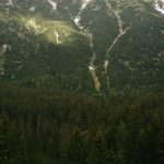 a white tent in the middle of a forest