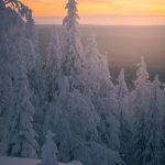 a snow covered forest with a sunset in the background